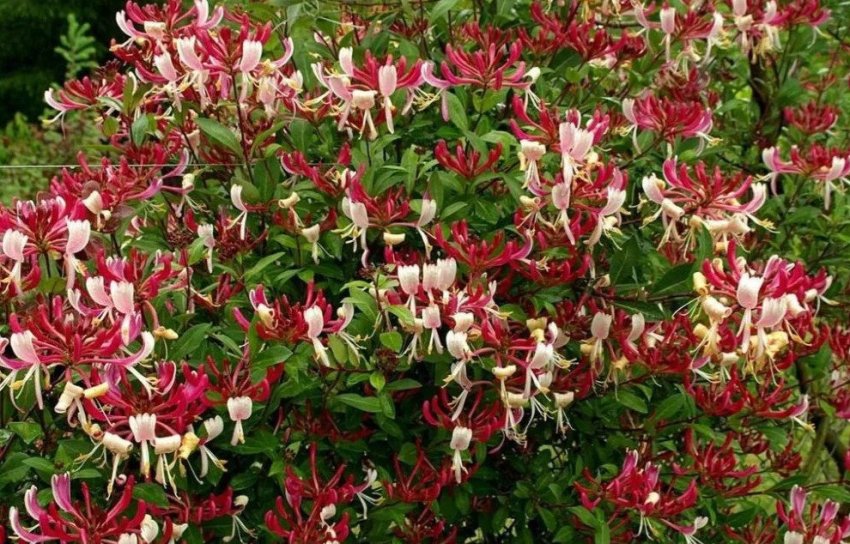 Жимолость Серотин Жимолость Серотин