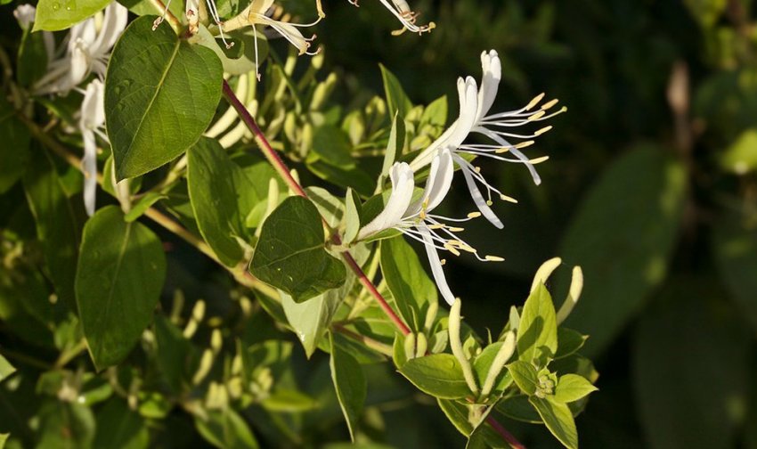 Жимолость Японська Жимолость Японська
