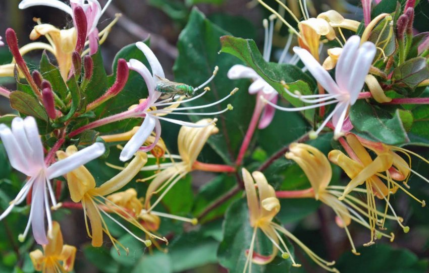 Жимолость Пурпуреа Жимолость Пурпуреа