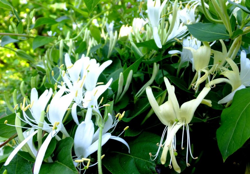 Декоративна жимолость Джеральда Декоративна жимолость Джеральда