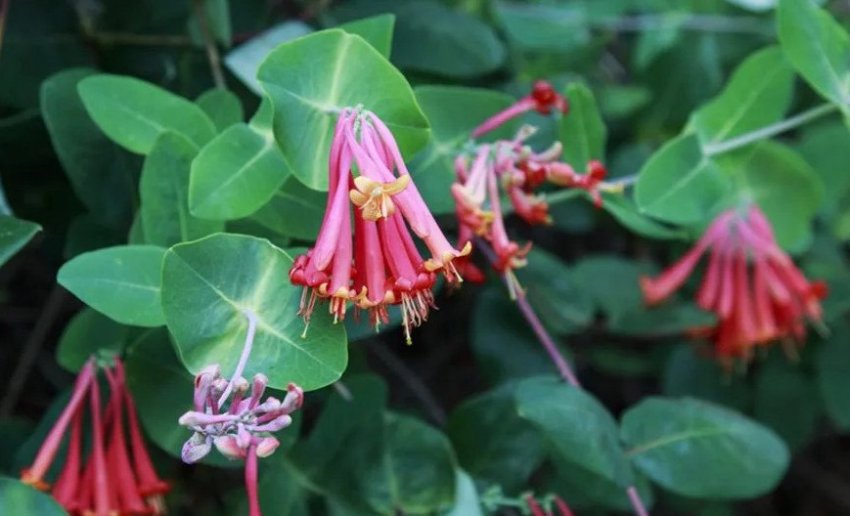 Жимолость Дрімота Жимолость Дрімота