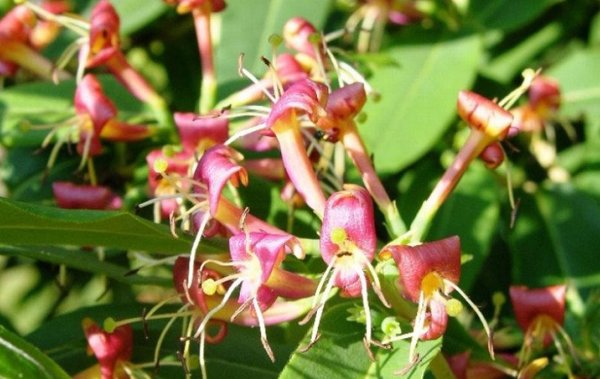 Жимолость Генрі Жимолость Генрі