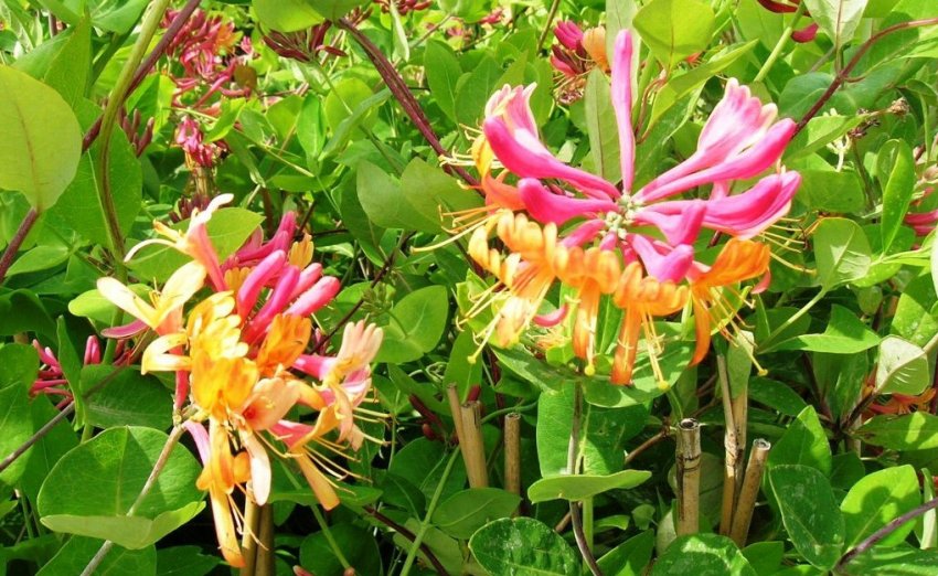 Жимолость Gold Flame Жимолость Gold Flame