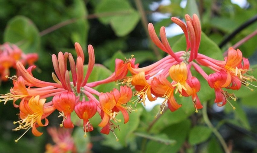 Жимолость American Beauty Жимолость American Beauty