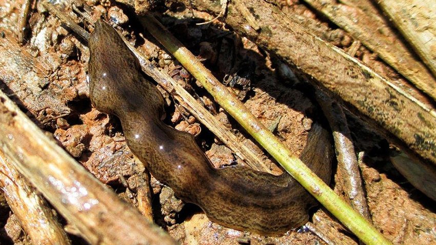 Хробак Обама атакує Європу, почавши з Іспанії