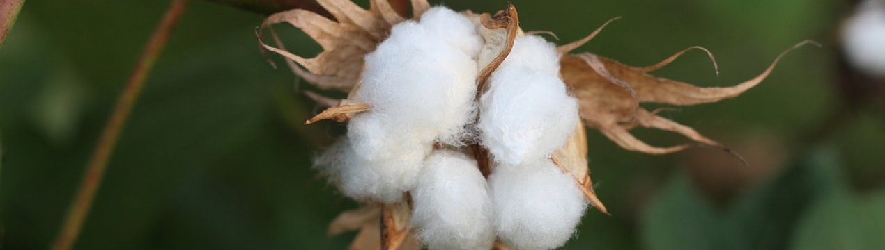 Поля Туркменістану засихають без води