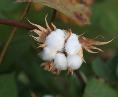Поля Туркменістану засихають без води