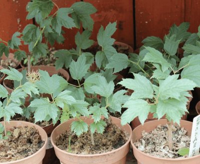 Калина: посадка і догляд