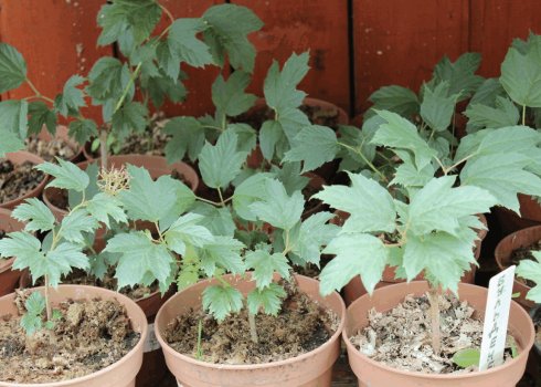 Калина: посадка и уход