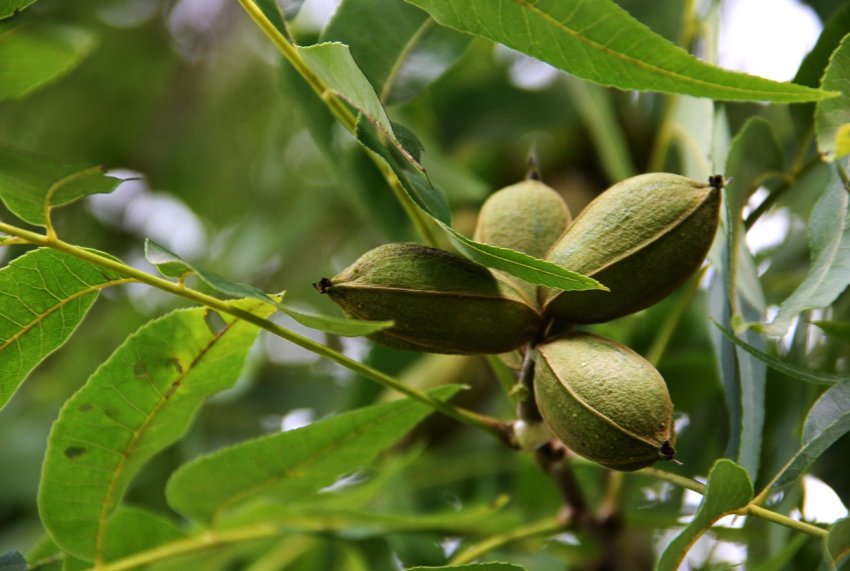 Екзотичний горіх вирощують у Вінницькій області Екзотичний горіх вирощують у Вінницькій області
