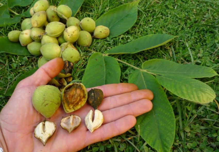 Екзотичний горіх вирощують у Вінницькій області Екзотичний горіх вирощують у Вінницькій області