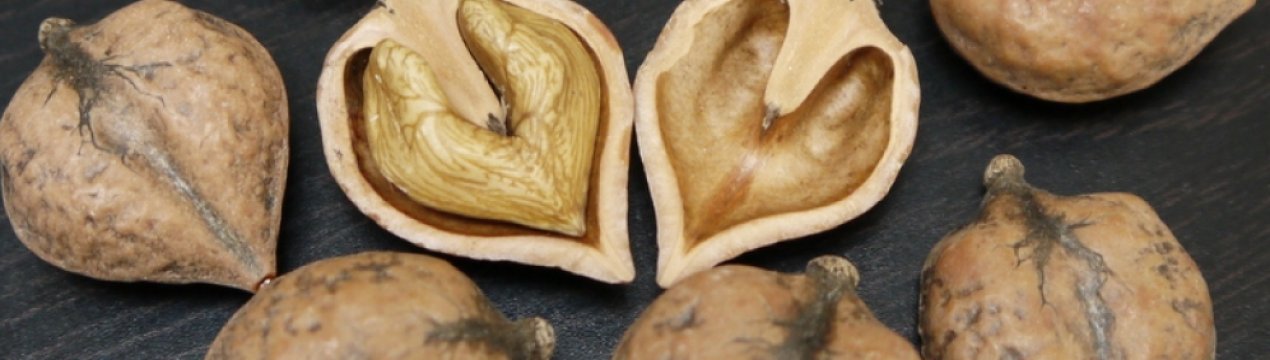 Екзотичний горіх вирощують у Вінницькій області