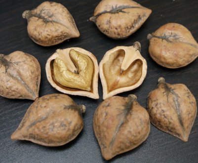 Екзотичний горіх вирощують у Вінницькій області