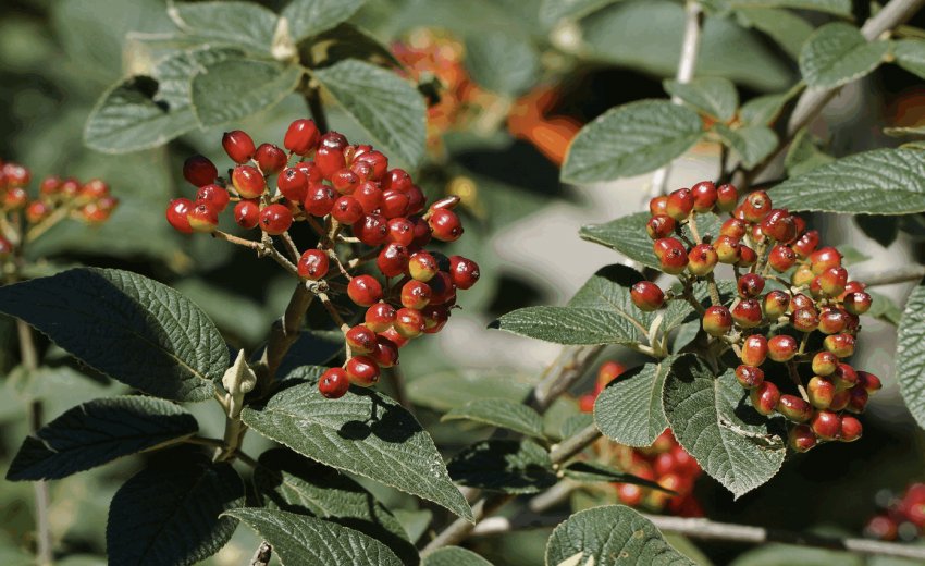 Калина гордовина Калина гордовина