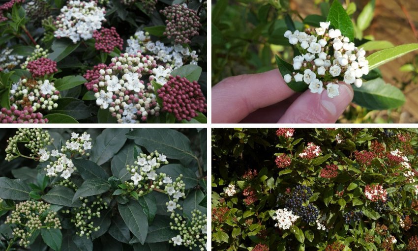 Калина вічнозелена Калина вічнозелена