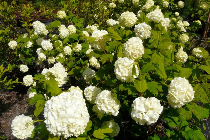 Калина бульдонеж Калина бульдонеж