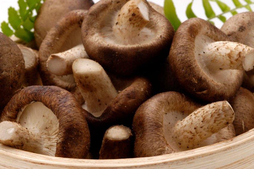 Малайзія налагодить постачання «бобового м'яса» на сінгапурський ринок Малайзія налагодить постачання «бобового м'яса» на сінгапурський ринок