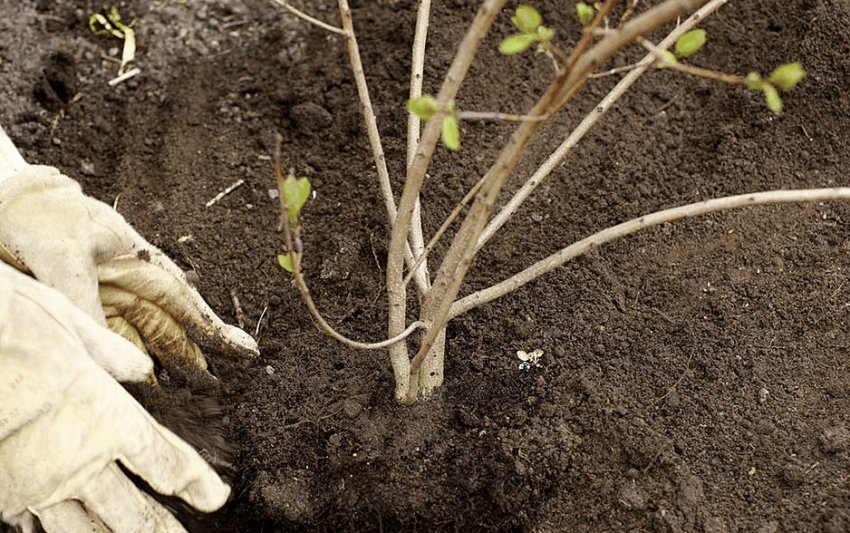 Посадка калини Посадка калини