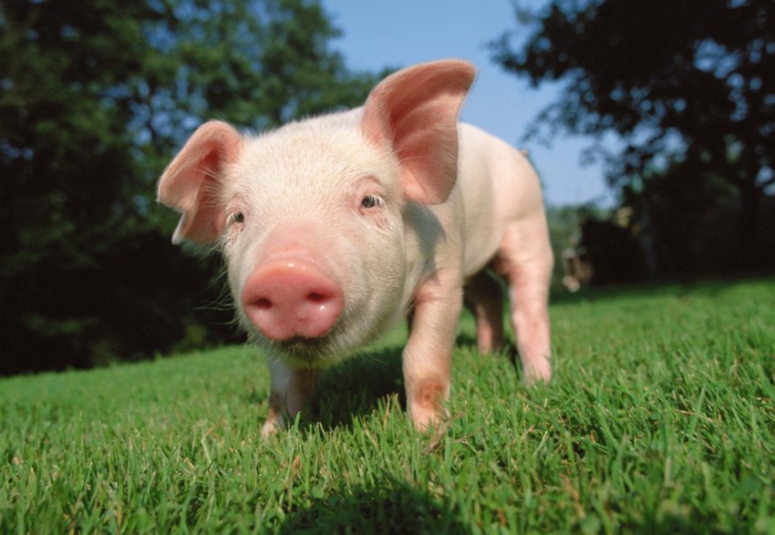 Хвиля африканської чуми накрила свинарство Словаччині Хвиля африканської чуми накрила свинарство Словаччині