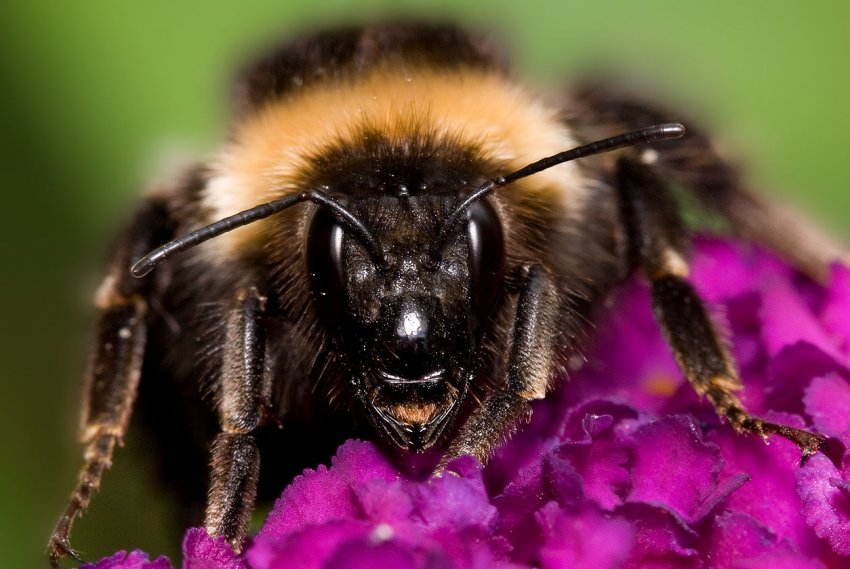 В Азербайджані проектують колосальний «вулик»