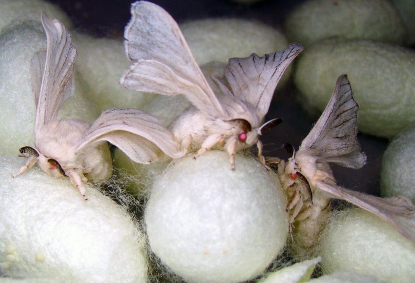 В Азербайджані проектують колосальний «вулик»