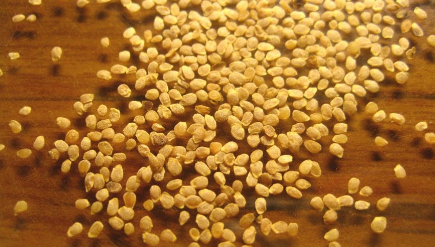 Насіння томатів