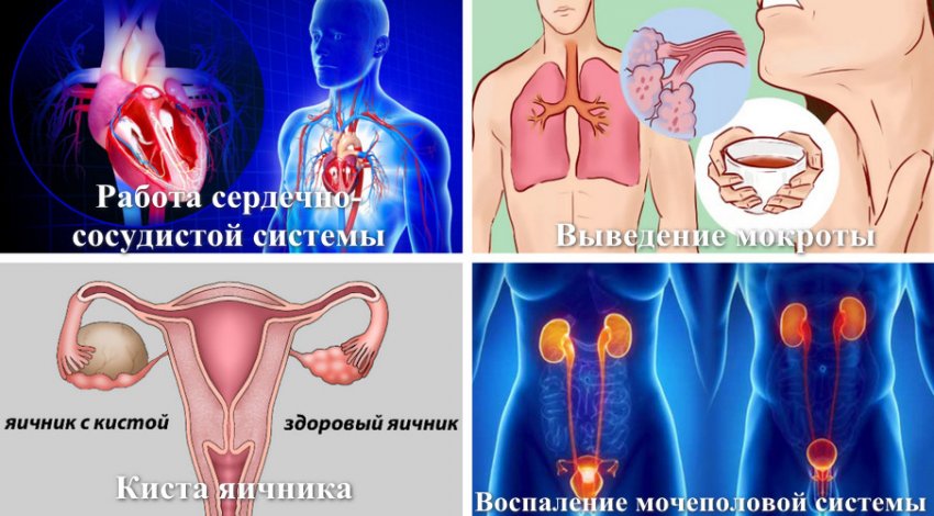 Показання до застосування калини з медом