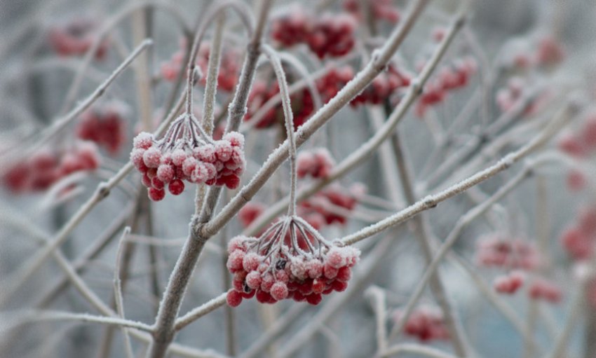 Підмерзла калина