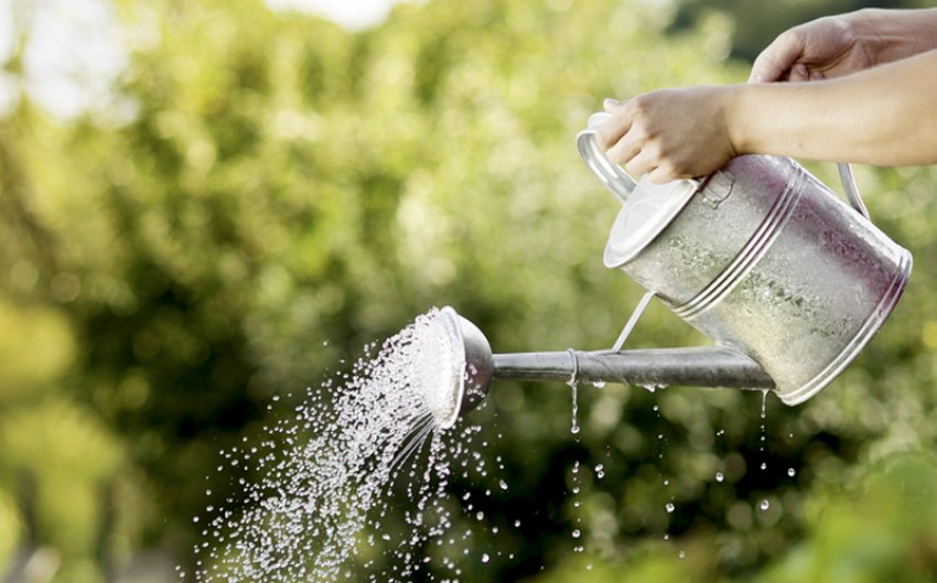 Полив калини Полив калини