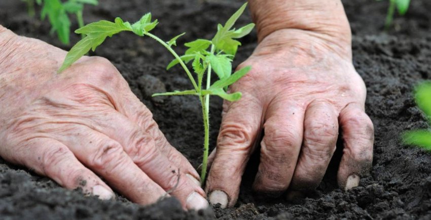 Висадка розсади томатів у грунт