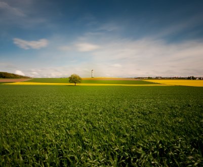 За шість років сільське господарство Підмосков'я поповнилося 360 тисячами гектарів