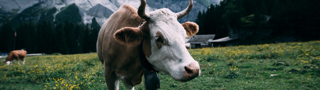 Корови і бики потрапили в чеський «список фобій»