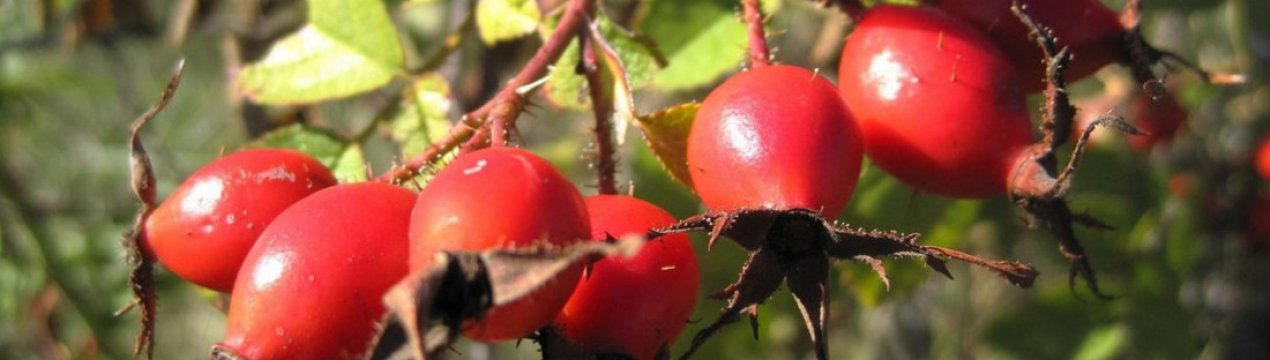 Користь сиропу з шипшини для дорослих і дітей