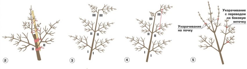 Обрізка калини Обрізка калини
