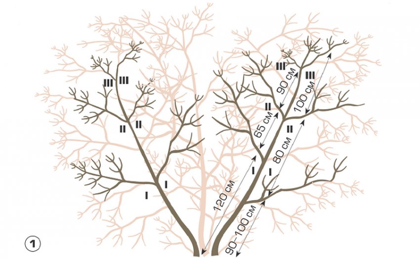 Обрізка калини Обрізка калини