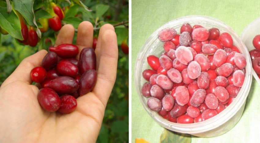 Свіжі та заморожені ягоди кизилу Свіжі та заморожені ягоди кизилу