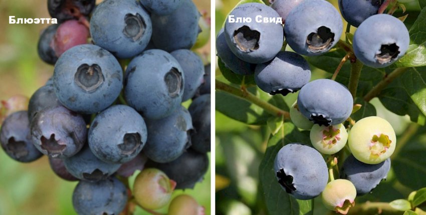 Декоративні сорти лохини