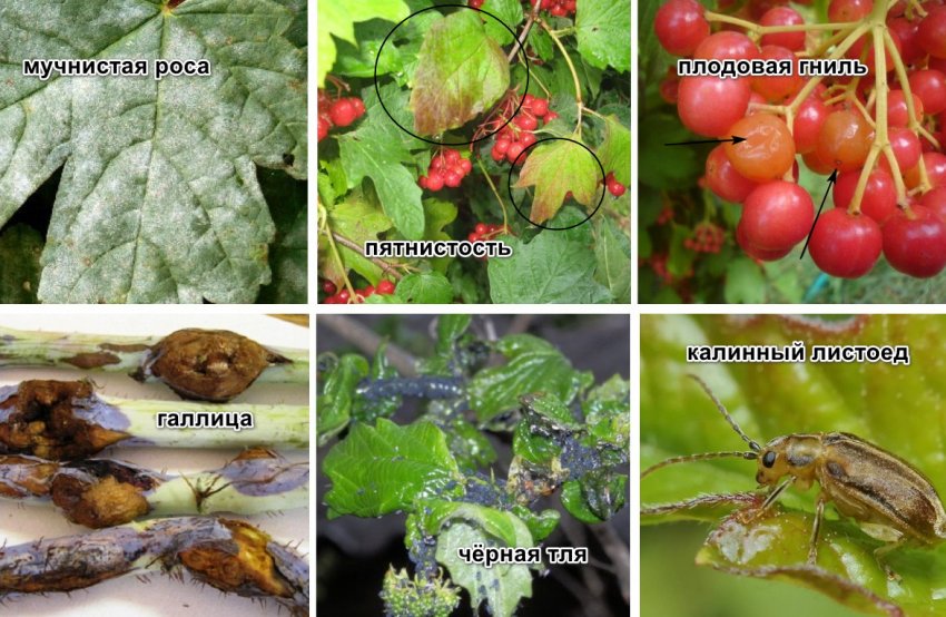 Хвороби і шкідники калини Хвороби і шкідники калини