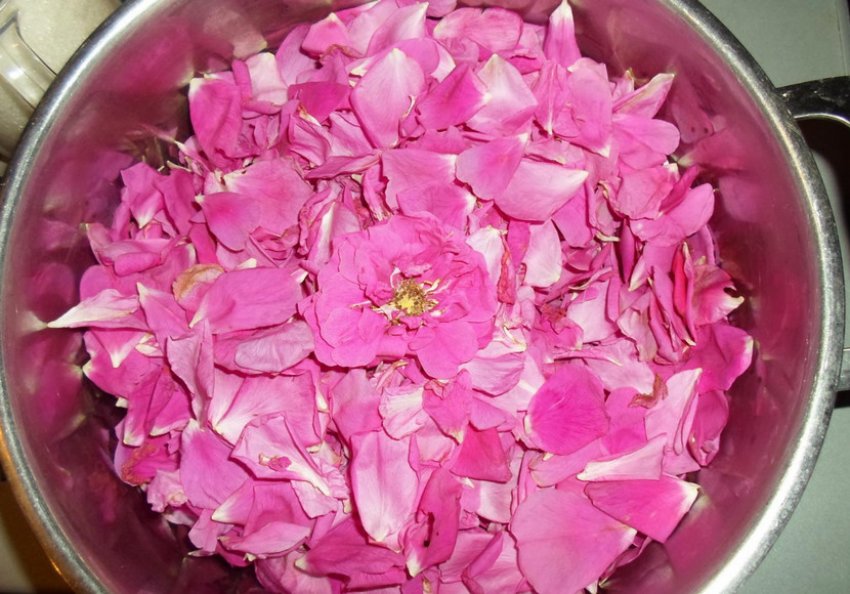 Приготування пелюсток шипшини Приготування пелюсток шипшини