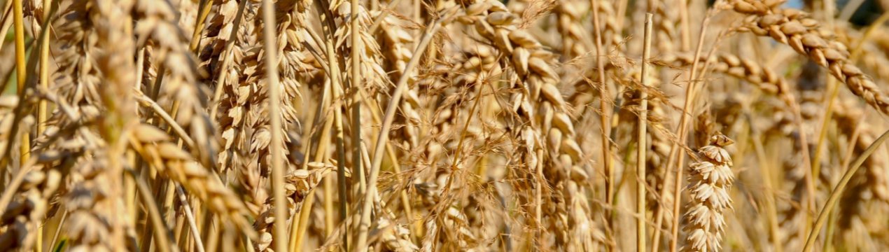 Аграрії Тернопільської області змушені продавати зерно за безцінь