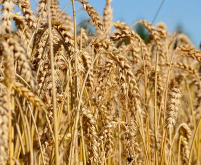 Аграрії Тернопільської області змушені продавати зерно за безцінь