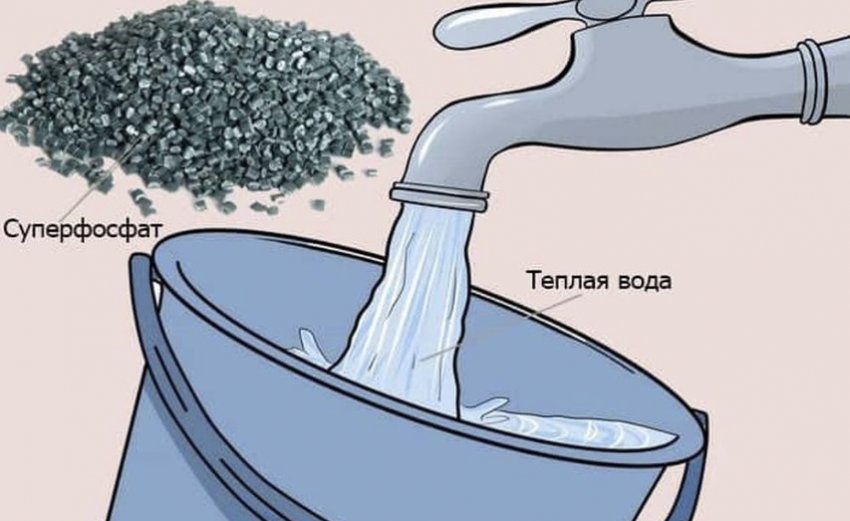 Розведення добрива у воді для калини Розведення добрива у воді для калини