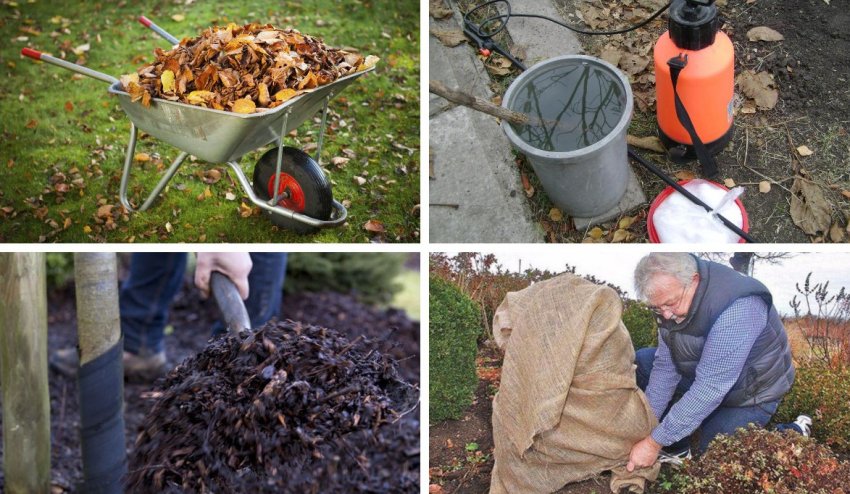 Підготовка та укриття калини на зиму Підготовка та укриття калини на зиму