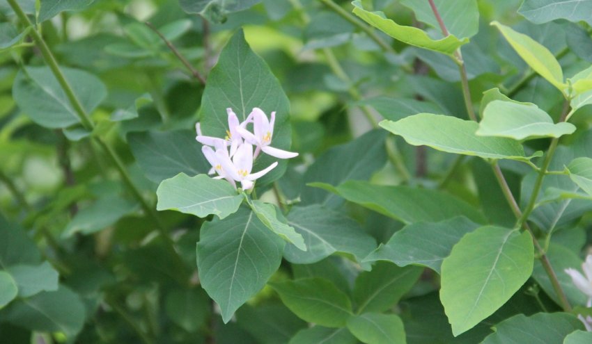 Жимолость Grandiflora Жимолость Grandiflora