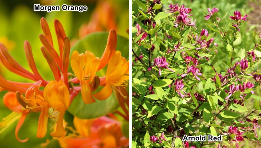 Татарська декоративна жимолость Татарська декоративна жимолость