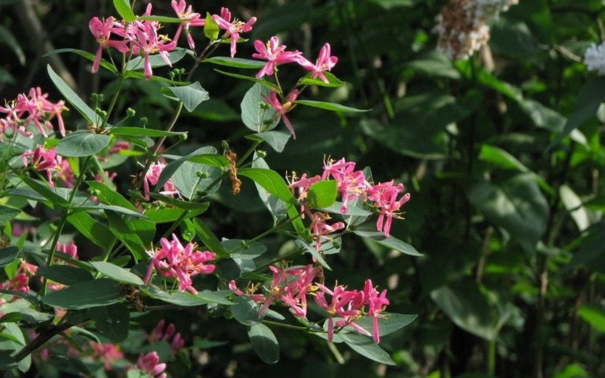 Жимолость Hack's Red Жимолость Hack's Red