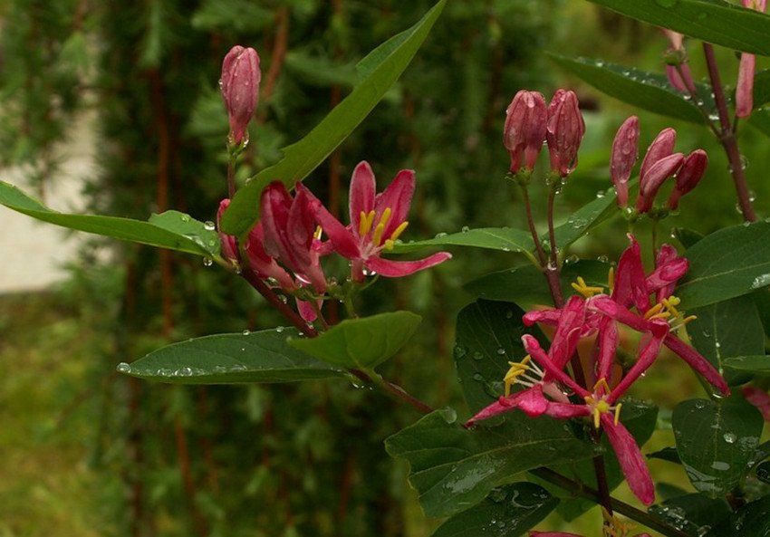 жимолость Татарська Elegans жимолость Татарська Elegans