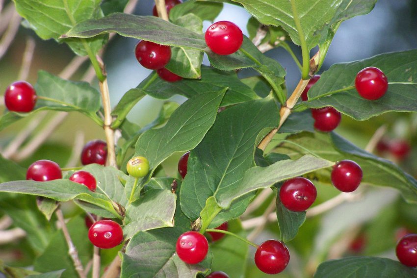 Альпійська жимолость Альпійська жимолость
