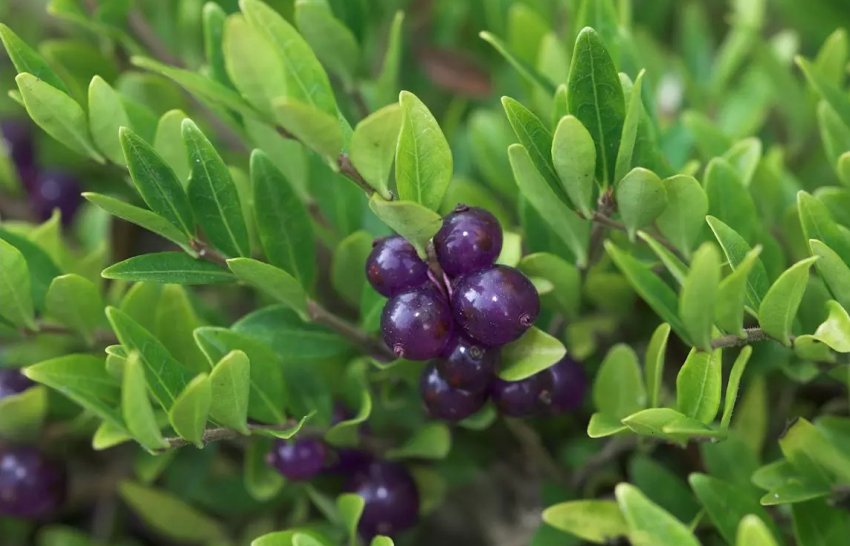 Шапочная декоративна жимолость Шапочная декоративна жимолость