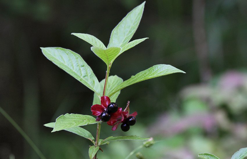 Жимолость Покрывальная Жимолость Покрывальная